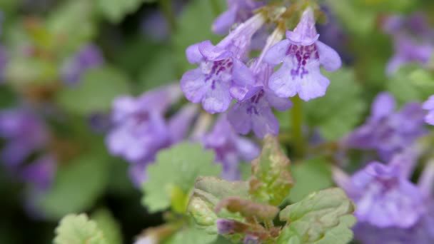 Violette Blüten glechoma hederacea. — Stockvideo
