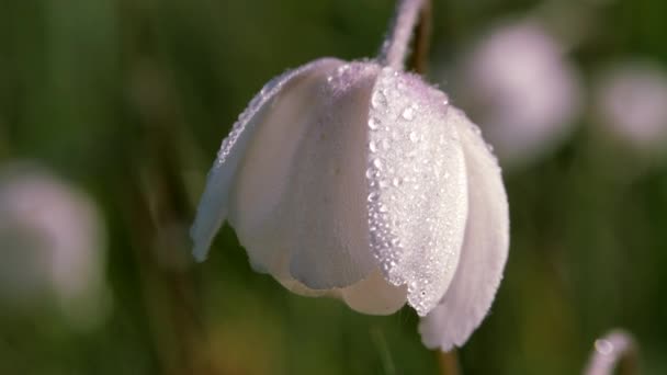 Flower Anemone Sylvestris. White bud of the forest herbaceous perennial. — Stock Video