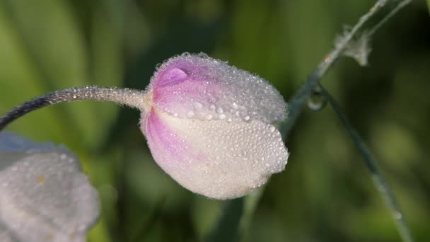 Çiçek Anemone Sylvestris. Orman otsu çok yıllık beyaz tomurcuk. — Stok video