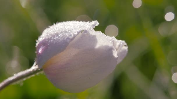 Bloem Anemone sylvestris. Witte knop van het bos kruidachtige overblijvende. — Stockvideo