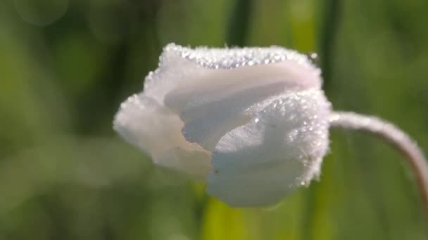 Flower Anemone Sylvestris. White bud of the forest herbaceous perennial. — Stock Video