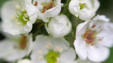 Baharda beyaz dikenli çiçekler.