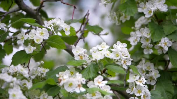 Weiße Blüten des Weißdorns im Frühling. — Stockvideo