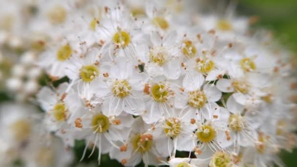 Crataegus monogyna in de lente. Witte bloeiwijzen zwaaien in de wind. — Stockvideo