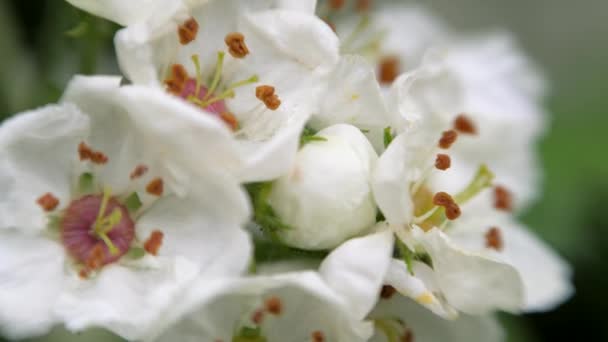 Vita blommor av hagtorn på våren. — Stockvideo