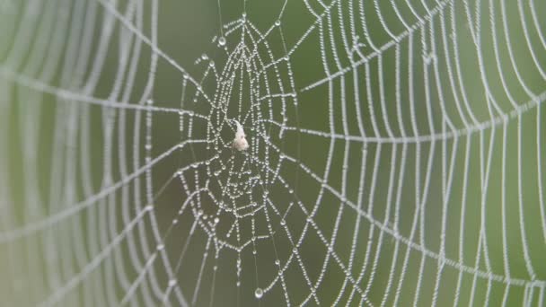 On the web hanging drops of dew. — Stock Video