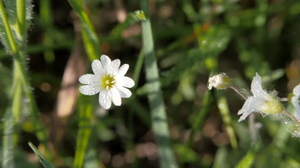 Vit ängblomma på en suddig bakgrund av gräs. — Stockvideo