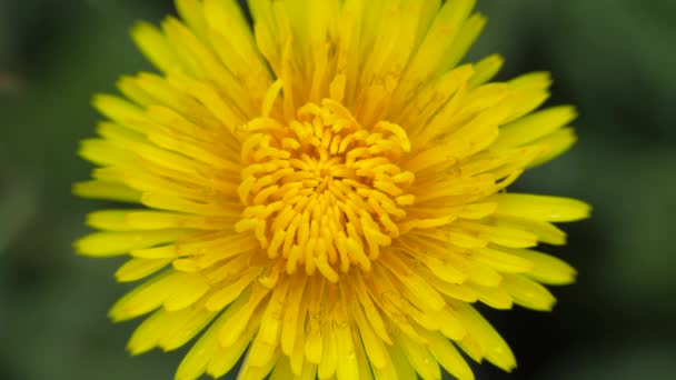 Gele paardebloem zwaait in de wind. — Stockvideo