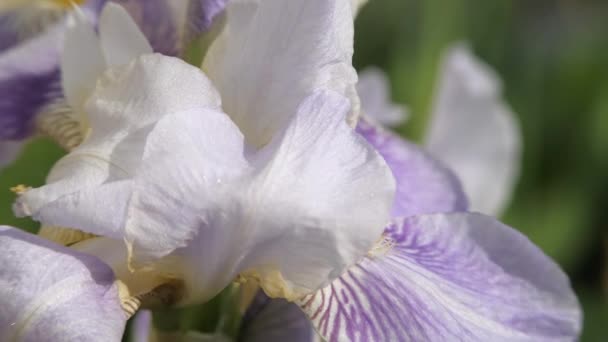 Iris bloem close up. — Stockvideo