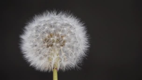 Diente de león sobre un fondo gris . — Vídeos de Stock