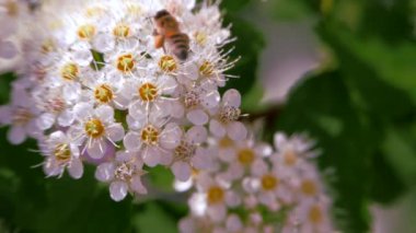 Bahar beyaz bir çiçeklenme üzerinde arı polen toplar. Baharda Crataegus monogyna uygulandı. Beyaz çiçeklenme rüzgarda sallanıyor. Çiçekli periud alıç çiçekler.