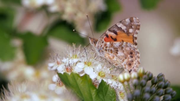 Motyl Białych Kwiatostanach Wiosną Pestrokrylnitsa Lotnych Lub Pestrokrylnitsa Levan Araschnia — Wideo stockowe