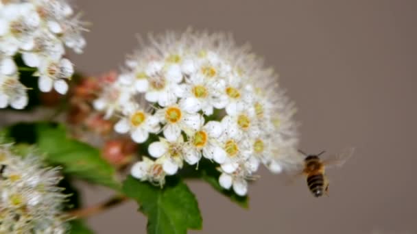 Bee Vit Blom Ställning Våren Samlar Pollen Crataegus Monogyna Våren — Stockvideo