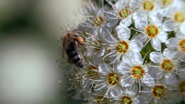 Pszczoła na białym kwiatostan wiosną zbiera pyłki. Crataegus jednoszyjkowy wiosną. Białe kwiatostany kołyszą się na wietrze. — Wideo stockowe