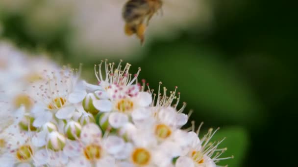 Пчела на белом соцветии весной собирает пыльцу. Crataegus monogyna весной. Белые соцветия раскачиваются на ветру . — стоковое видео