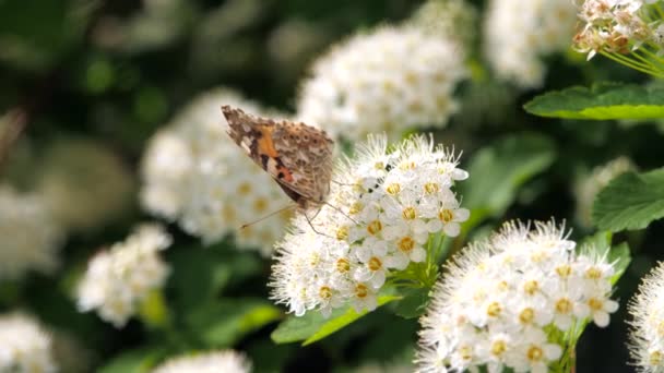 Schmetterling auf weißen Blütenständen im Frühling. crataegus monogyna im Frühling. — Stockvideo