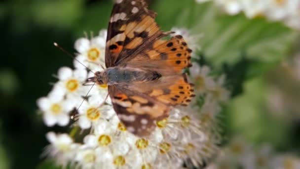 Borboleta Inflorescências Brancas Primavera Pestrokrylnitsa Volátil Pestrokrylnitsa Levan Araschnia Levana — Vídeo de Stock