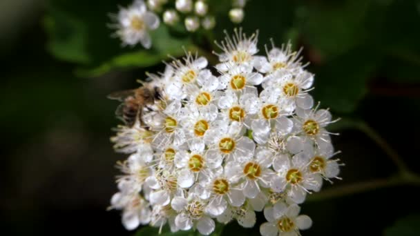 Abeille Sur Une Inflorescence Blanche Printemps Recueille Pollen Crataegus Monogyna — Video