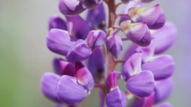 Çiçek Lupinus rüzgarda sallanan. Mor çiçeklenme yakın çekim.