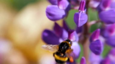 Çiçek Lupinus rüzgarda sallanan. Bumblebee polen topluyor. Mor çiçeklenme yakın çekim.