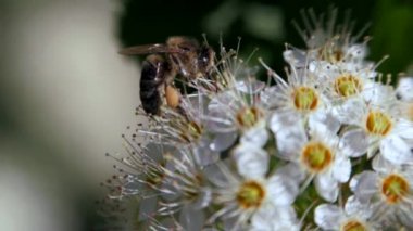 Bahar beyaz bir çiçeklenme üzerinde arı polen toplar. Baharda Crataegus monogyna uygulandı. Beyaz çiçeklenme rüzgarda sallanıyor. Çiçekli periud alıç çiçekler.