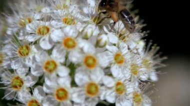 Bahar beyaz bir çiçeklenme üzerinde arı polen toplar. Baharda Crataegus monogyna uygulandı. Beyaz çiçeklenme rüzgarda sallanıyor. Çiçekli periud alıç çiçekler.