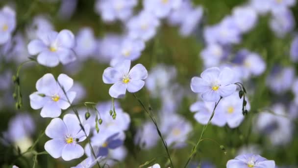 青い花が風に揺れている 開花亜麻普通の春 リナム ウシタシマム — ストック動画