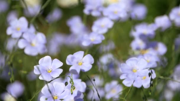 Blå Blommor Gungning Vinden Blommande Lin Vanlig Vår Mer Från — Stockvideo