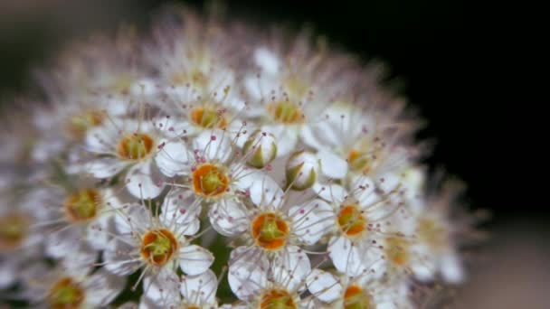 Crataegus Monogyna Lente Witte Bloeiwijzen Zwaaien Wind Bloemen Van Meidoorn — Stockvideo