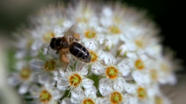 Abeja Sobre Inflorescencia Blanca Primavera Recoge Polen Crataegus Monogyna Primavera — Vídeo de stock