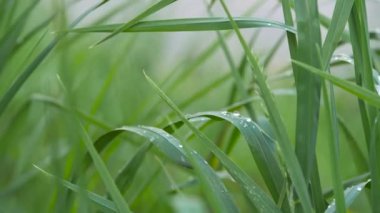 Parmağında elmas olan kadın eli, yeşil çimenle çiğ damlalarını sıfırlar..