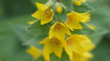 Lysimachia punctata çiçek portre.