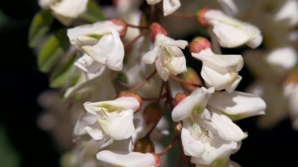 En vit akacia blomma gungar i vinden. — Stockvideo