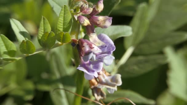 Fleurs bleues de pois de souris balancent dans le vent . — Video