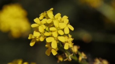 Chelidonium çiçek yakın.