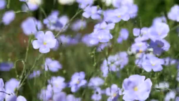 Blå blommor gungning i vinden. Mer från Linum usitatissimum — Stockvideo