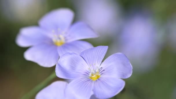 Blaue Blumen wiegen sich im Wind. linum usitatissimum — Stockvideo