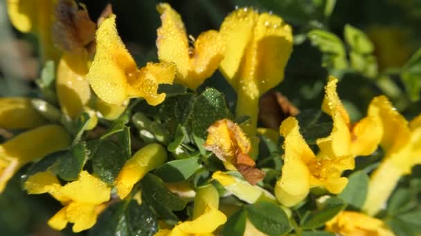 Flores de escoba amarillas . — Vídeos de Stock