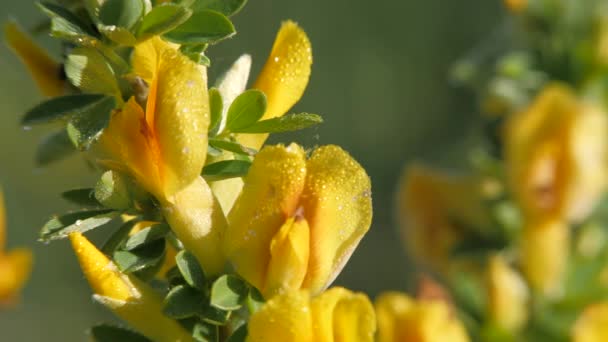 Květy žluté koště. — Stock video