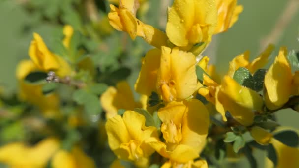 Flores de vassoura amarelas . — Vídeo de Stock