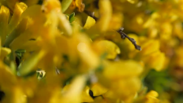 Flores de escoba amarillas . — Vídeos de Stock