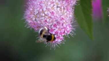 Spiraea, pembe ailenin yaprak döken süs çalıları. Bumblebee döner ve çiçek oturur, tozlaşma.