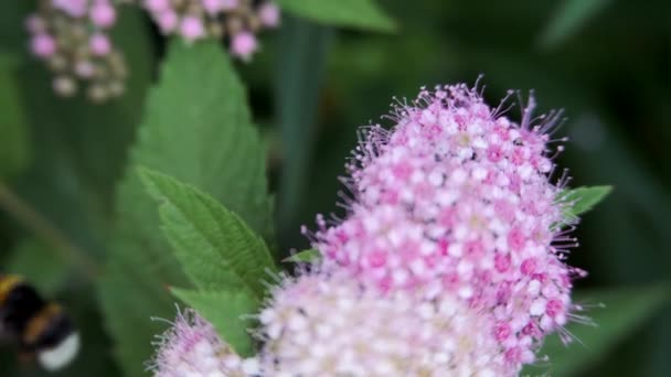 Spiraea Lövträd Prydnadsbuskar Den Rosa Familjen Bumblebee Vänder Och Sitter — Stockvideo