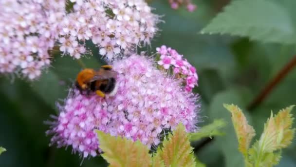 Spiraea Bladverliedige Sierstruiken Van Roze Familie Bumblebee Bochten Zit Bloem — Stockvideo