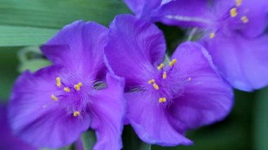 Tradescantia verginiana. Mavi çiçek rüzgarda sallar. Tradescantia çiçek yakın.