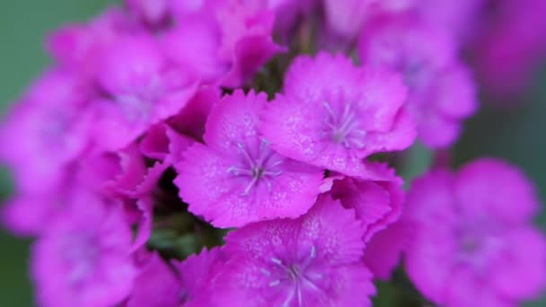 Dianthus Barbatus Mor Karanfil Çiçek Türk Rüzgarda Sallar Karanfil Çiçek — Stok video