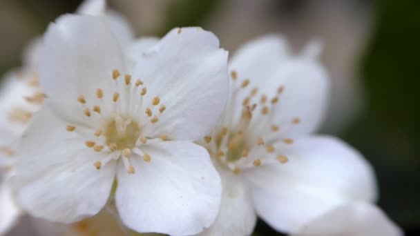 Coroação Filadélfo Flores Brancas Jasmim Oscilam Vento Bela Flor Perto — Vídeo de Stock