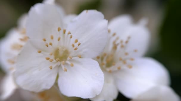 フィラデルファス コロナルン白いジャスミンの花が風に揺れます 美しい花クローズアップ — ストック動画