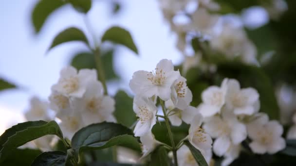 Коронарный Филадельфус Белые Жасминовые Цветы Раскачиваются Ветру Красивый Цветок Ветвях — стоковое видео