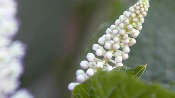 Phytolacca ficana. Белое соцветие, качающееся на ветру . — стоковое видео